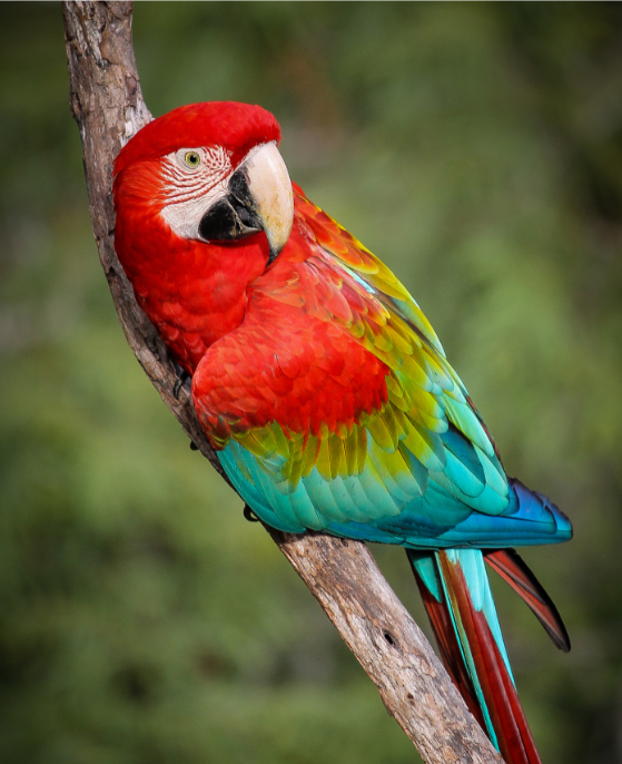 papaguaio